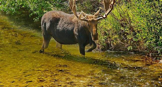 moose